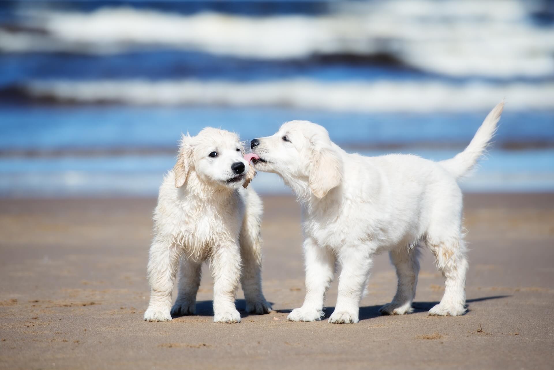Two white lab puppies on the beach licking each others ears