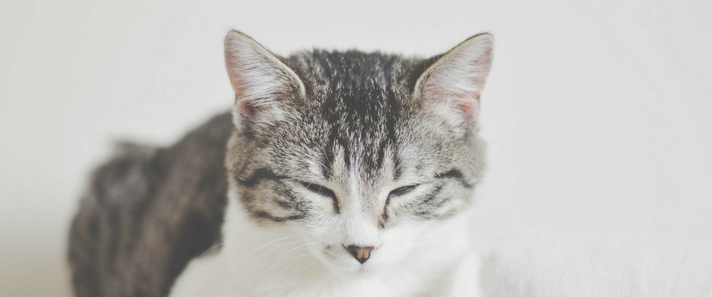 Cat Services